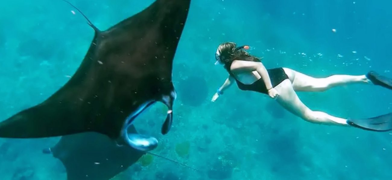 Snorkeling With Manta 1